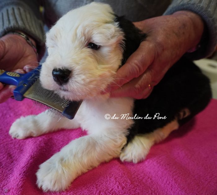 du moulin du pont - Chiot disponible  - Bobtail