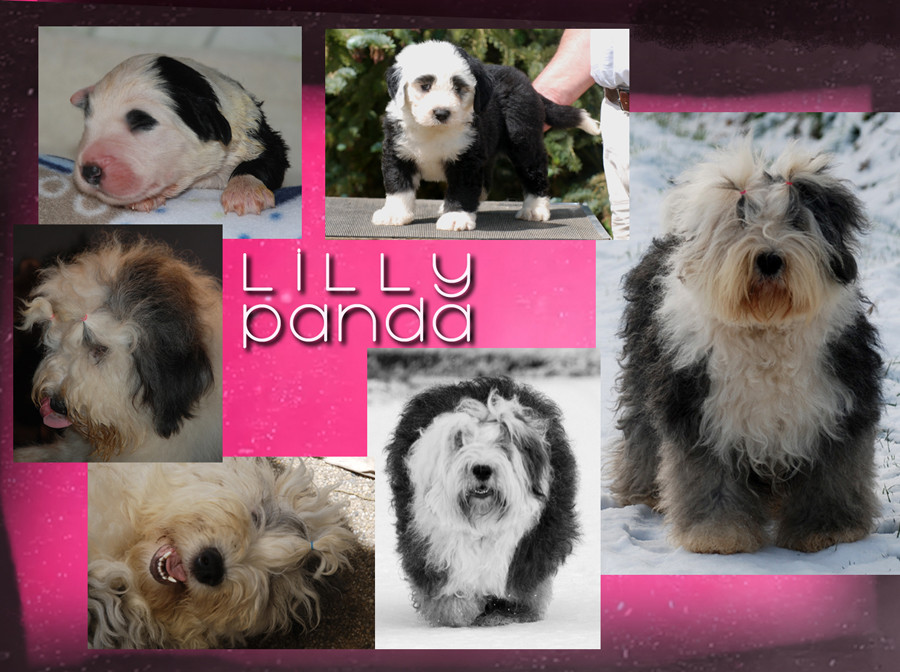 bye bye Lilly
