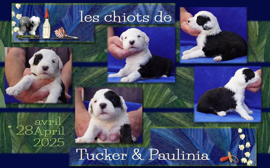 les chiots