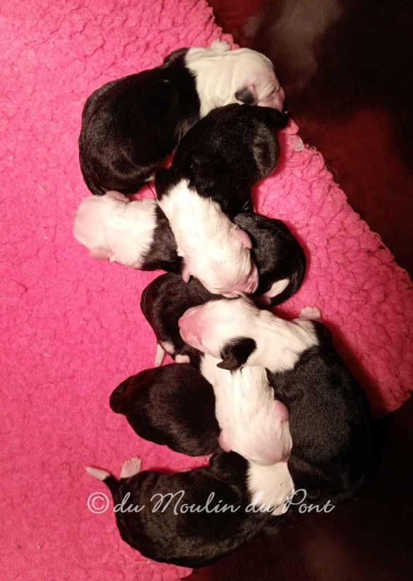 les chiots sont là !