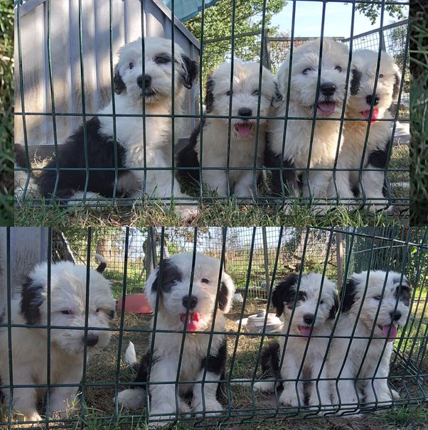 Chiot Bobtail du moulin du pont