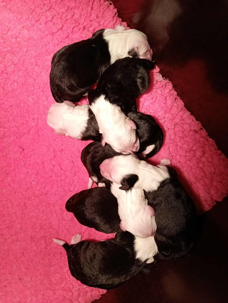 Chiot Bobtail du moulin du pont