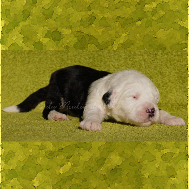 du moulin du pont - Chiots disponibles - Bobtail