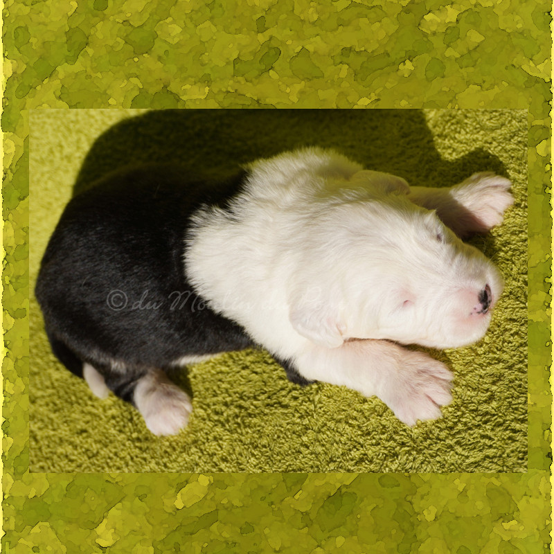 du moulin du pont - Chiots disponibles - Bobtail