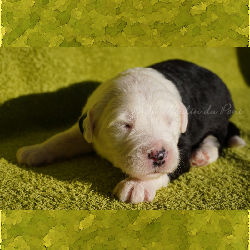 du moulin du pont - Chiots disponibles - Bobtail