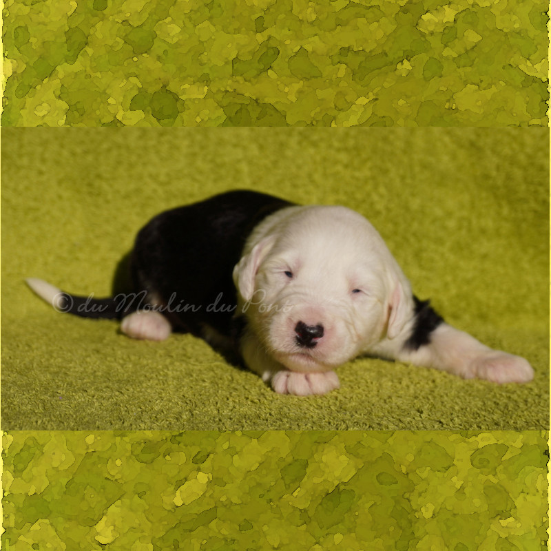 du moulin du pont - Chiots disponibles - Bobtail
