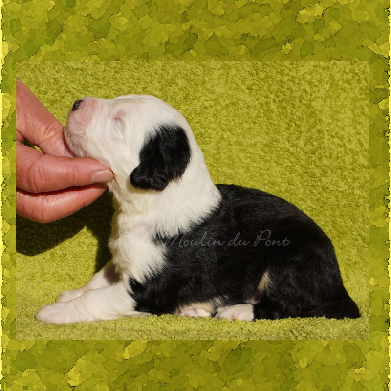 du moulin du pont - Chiots disponibles - Bobtail