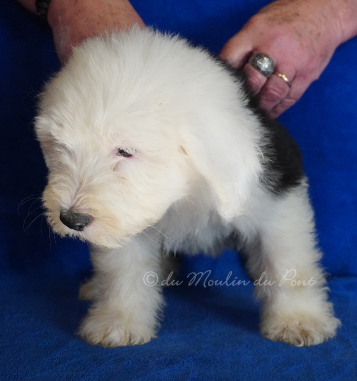 du moulin du pont - Chiots disponibles - Bobtail