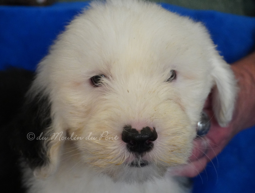 du moulin du pont - Chiots disponibles - Bobtail