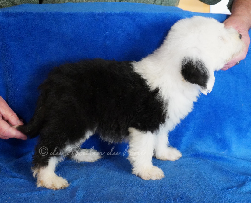 du moulin du pont - Chiots disponibles - Bobtail