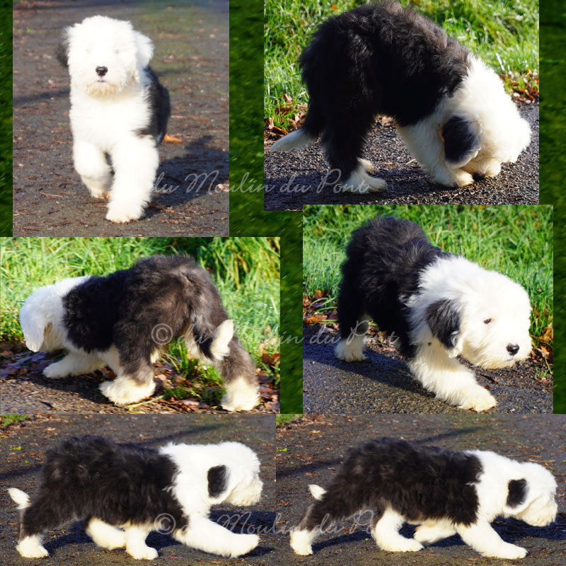 du moulin du pont - Chiots disponibles - Bobtail
