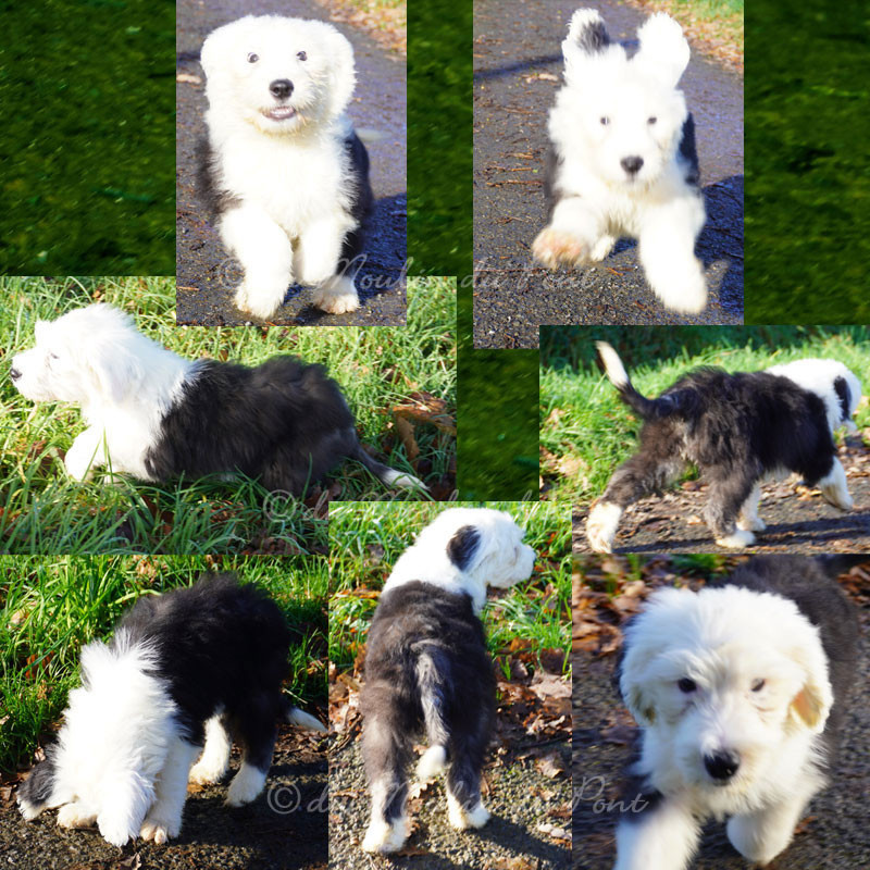 du moulin du pont - Chiots disponibles - Bobtail