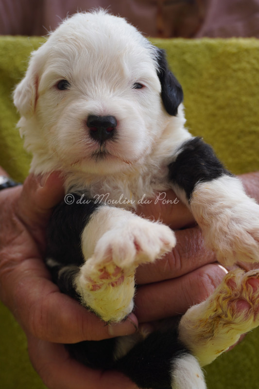 du moulin du pont - Chiots disponibles - Bobtail