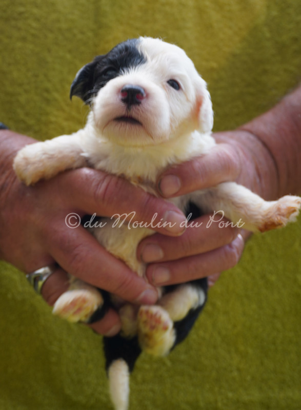 du moulin du pont - Chiots disponibles - Bobtail