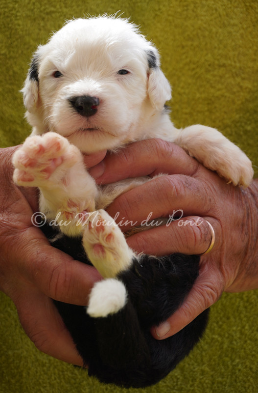 du moulin du pont - Chiots disponibles - Bobtail