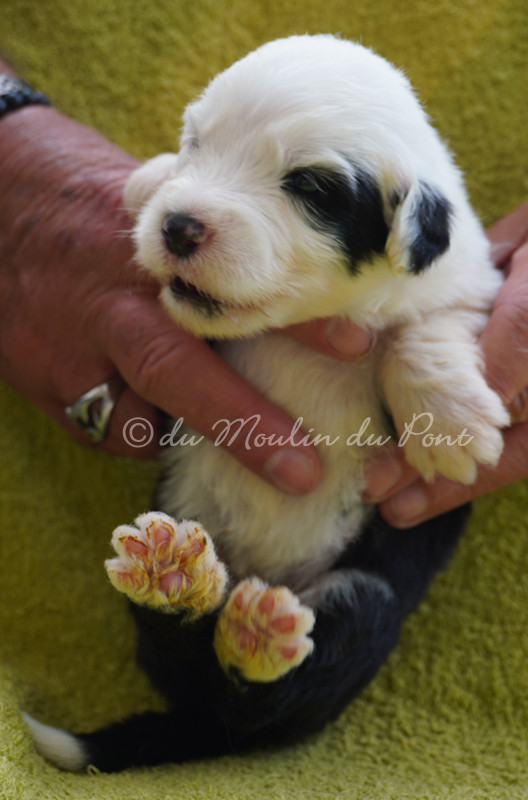du moulin du pont - Chiots disponibles - Bobtail