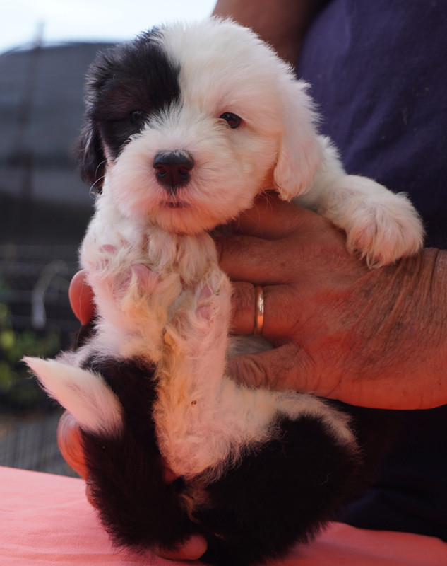 du moulin du pont - Chiots disponibles - Bobtail