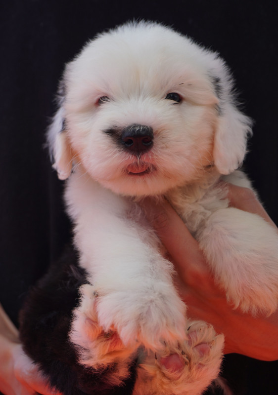 du moulin du pont - Chiots disponibles - Bobtail
