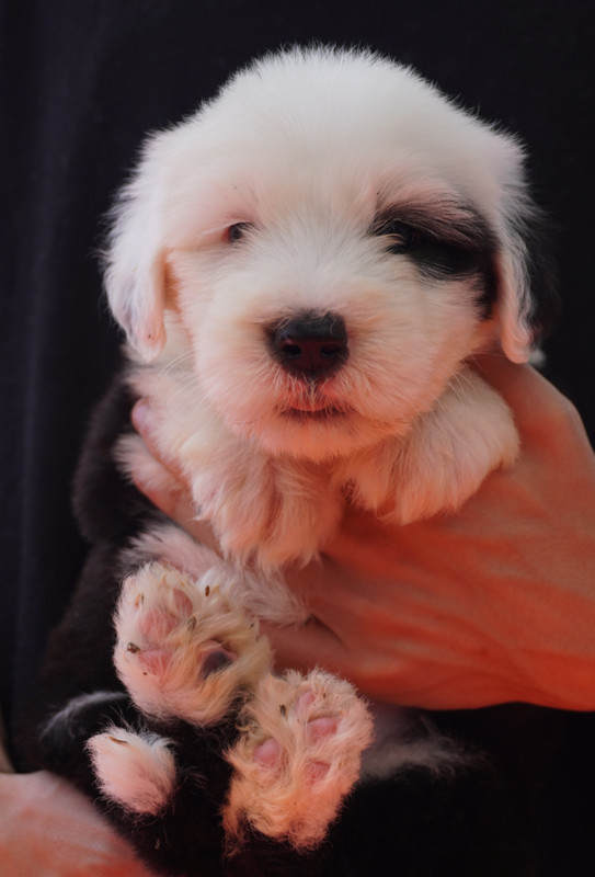 du moulin du pont - Chiots disponibles - Bobtail