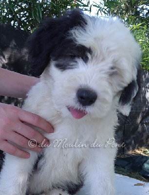 Utoo (chiot 8)