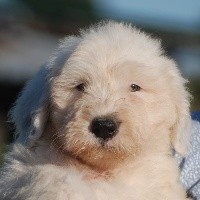 chiot 3