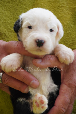 chiot 1 - Bojangles