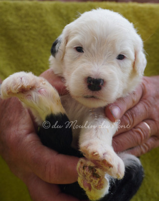 chiot 2 - Bellamy