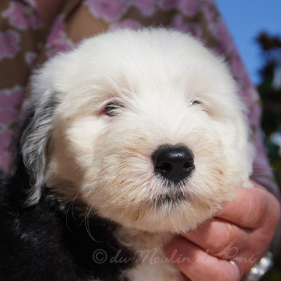 chiot 1 - Bojangles
