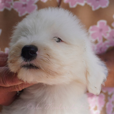 chiot 2 - Bellamy