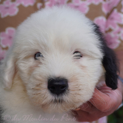 chiot 3 - Best Buddy Bobby