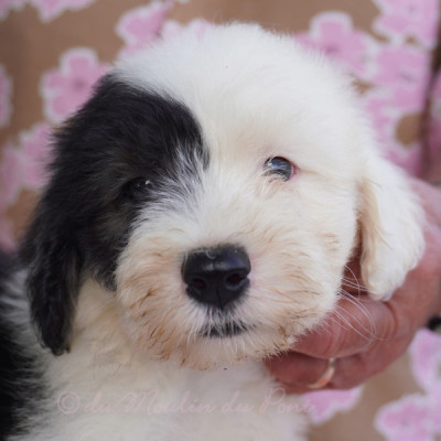 chiot 4 - Bella Donna