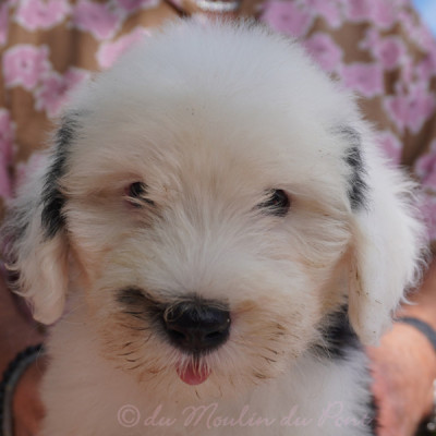 chiot 5 - BB King
