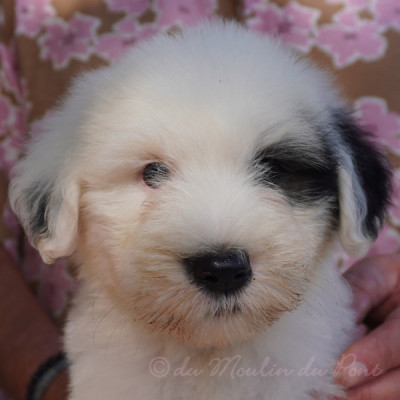 chiot 7 - Be Bop A Lula