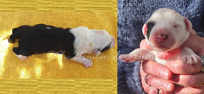 chiot 5