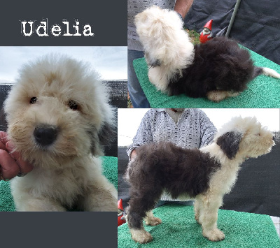 Udelia (chiot 3)