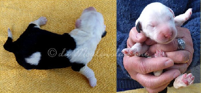 chiot 1