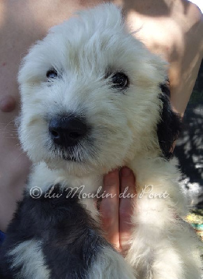 Uma (chiot 6)