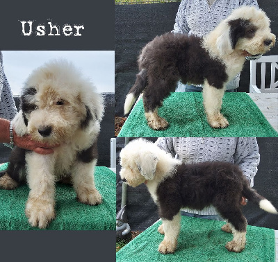Usher (chiot 7)