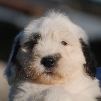 chiot 6