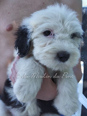 Unita (chiot 4)