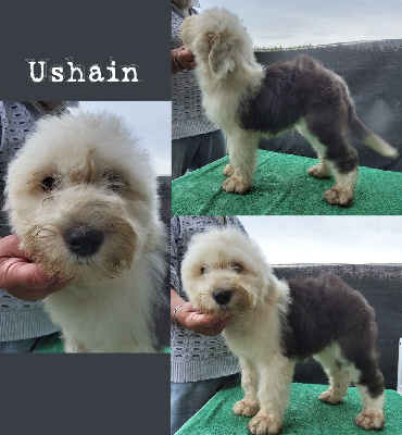 Ushain (chiot 5)